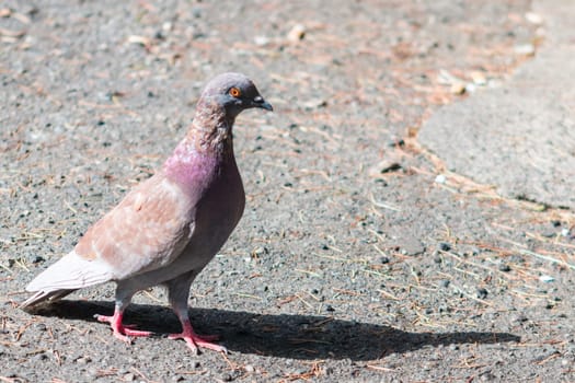 Pigeon