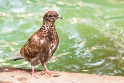 Pigeon