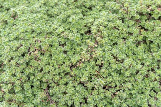Thymus lanuginosus Woolly Thyme garden groundcover plant closeup