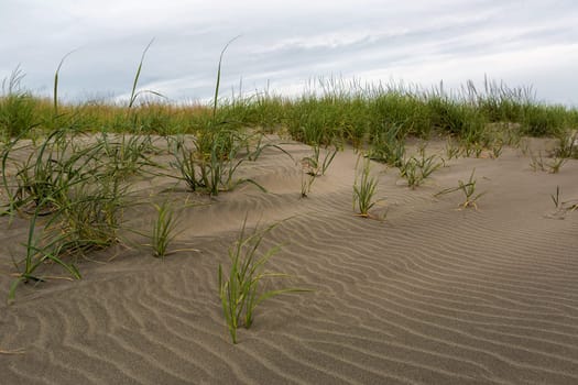Sandy Beach with grass and sand dunes pattern along Washington coast