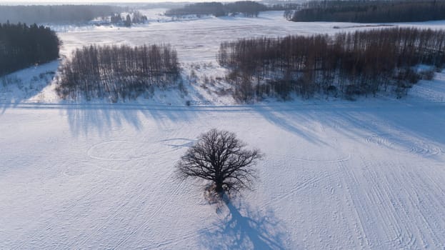 Winter field Krimulda Latvia aerial drone top view