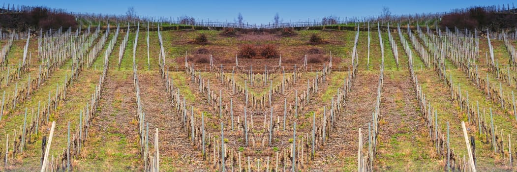 View of vineyards in beautiful Moselle valley in Germany