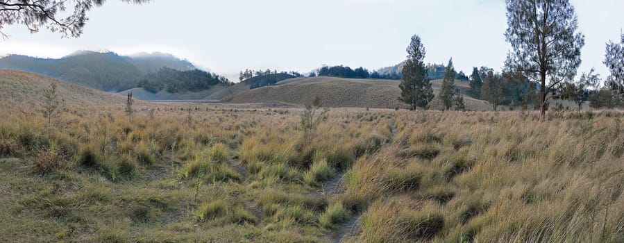 Panorama view of Oro Oro Ombo in Semeru Mountain with meadow and trees. Malang, Indonesia
