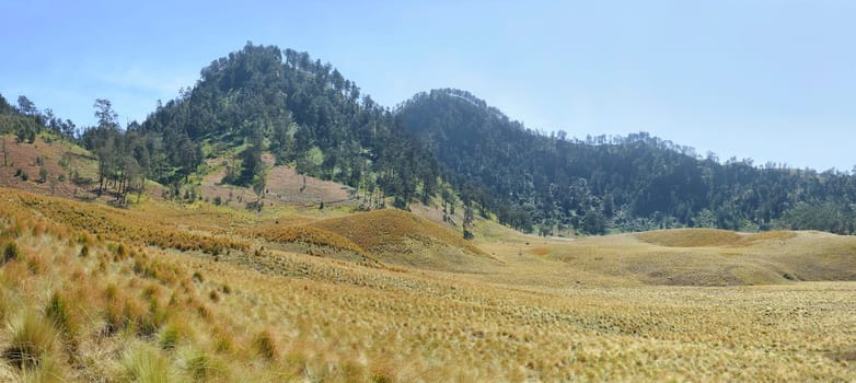 Scenery view of meadows on Oro Oro Ombo in Semeru Mountain. Malang, Indonesia