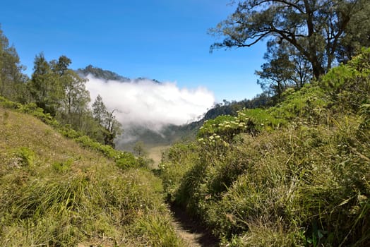 Footpath on route climbing towards Ranu Kumbolo Lake on Semeru Mountain. Malang, Indonesia