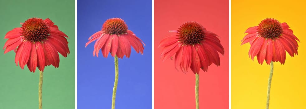 Echinacea as a collage