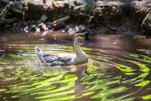 chinese goos swimming in a little lake in backlight