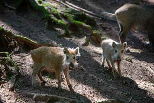 young wild boar search for food in forest soil