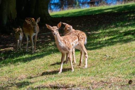 female deers with two babys on grassland