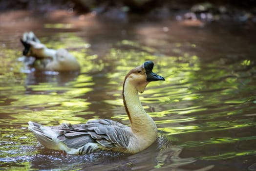 chinese goos swimming in a little lake in backlight