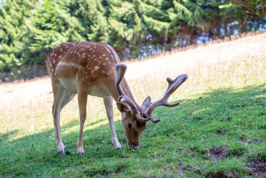 male deer is eating on grassland
