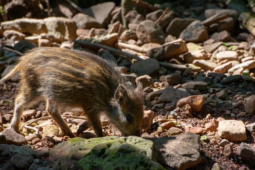 young wild boar search for food in forest soil