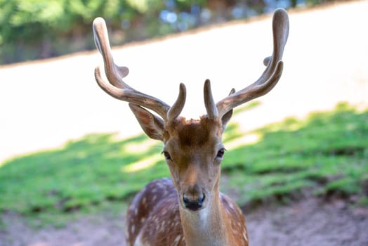 portrait of male deer on grassland