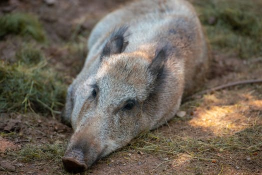 wild boar search for food in forest soil