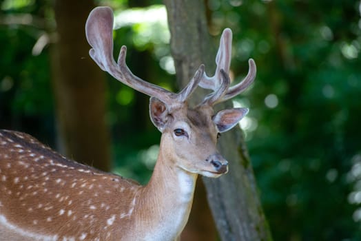 portrait of male deer on grassland