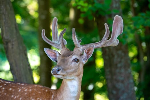 portrait of male deer on grassland