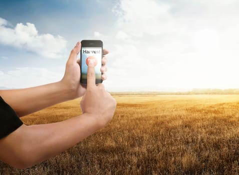 Man with smartphone on dry grass field. Time to Harvest Fall Day