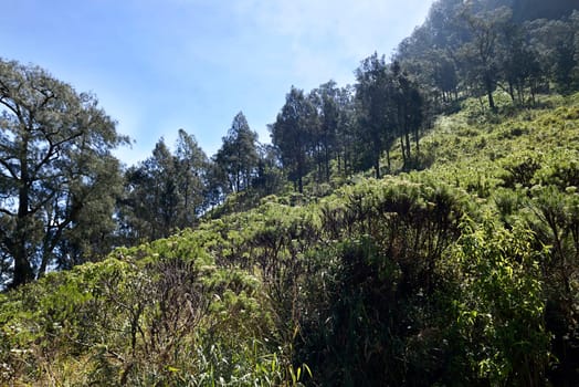 Grass and trees on hill in road to climb Semeru Mountain. Malang, Indonesia
