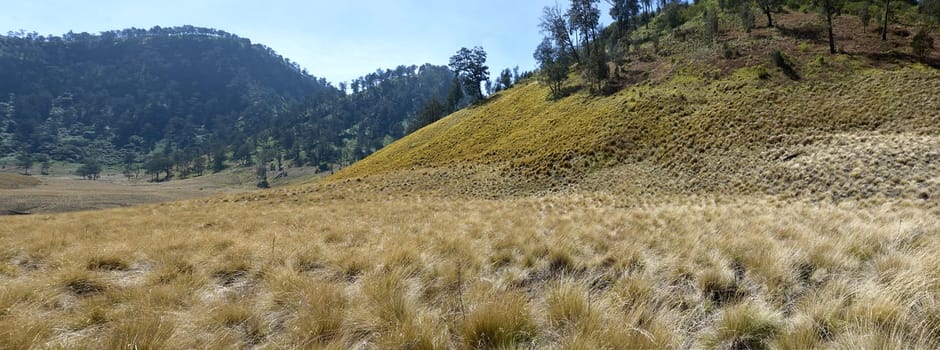 Green hills with trees on Oro Oro Ombo in Semeru Mountain. Malang, Indonesia