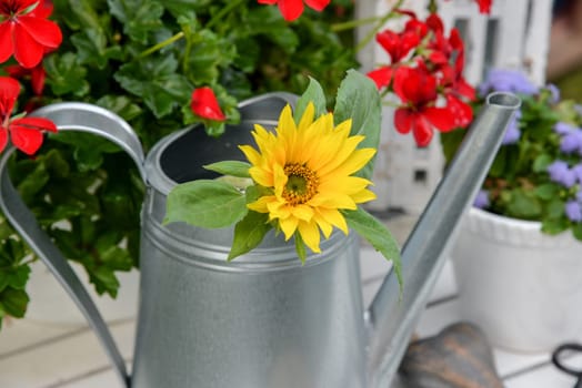 Garden decoration with red geraniums and a watering can tool from above