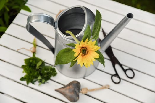 Sunflower in a watering can from above with heart