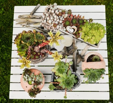 various house root plants in pots and jugs