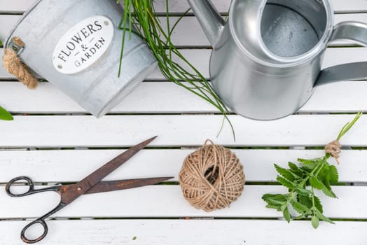 Herbs and garden utensils on white wood background from above