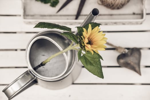 Sunflower in a watering can from above with heart