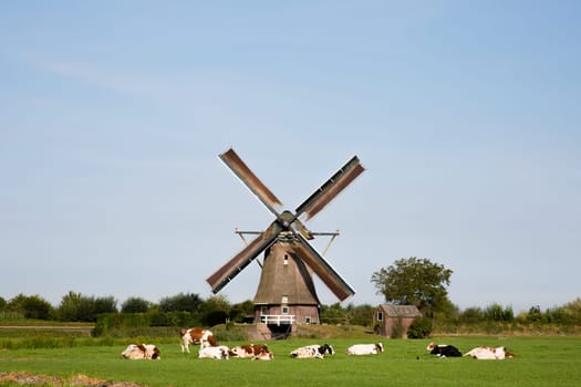 Dutch cows in the meadow near a traditional windmill in Vreeland, Utrecht, the Netherlands.