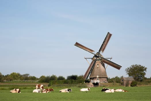 Dutch cows in the meadow near a traditional windmill in Vreeland, Utrecht, the Netherlands.