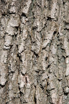 Close up of a tree bark.