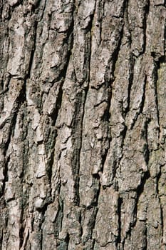 Close up of a tree bark.