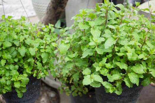 Green mint plant pot in the garden, stock photo