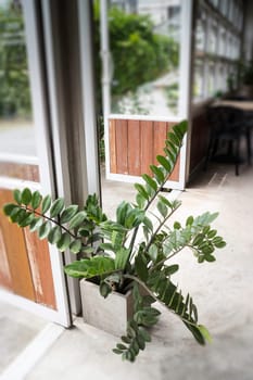 Green plant pot on the floor, stock photo