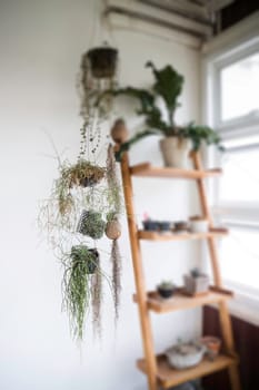 Green plant pot on the shelf, stock photo