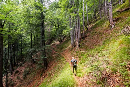 Hiker with backpack and hiking sticks walks on the forest path. Healthy lifestile.
