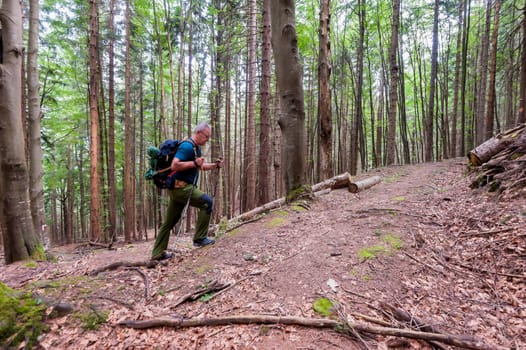 Hiker with backpack and hiking sticks walks on the forest path. Healthy lifestile.