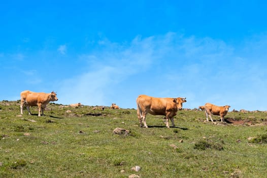 Cow eating grass.  Cow grazing on pasture farm landscape.