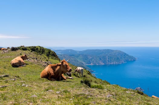 Landscape with cows grazing in the meadow on hill near the sea.