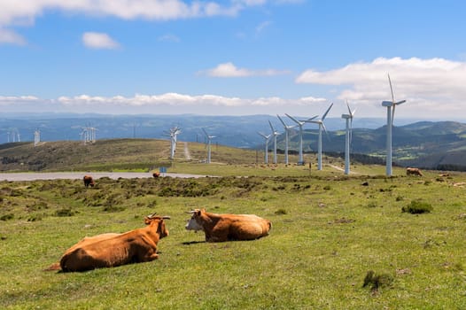 Cow eating grass in the meadow. On background the wind turbines for production of electricity.