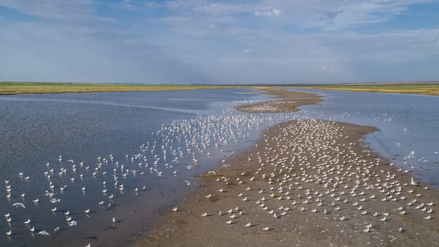 colony of seagulls in Danube Delta, Romania
