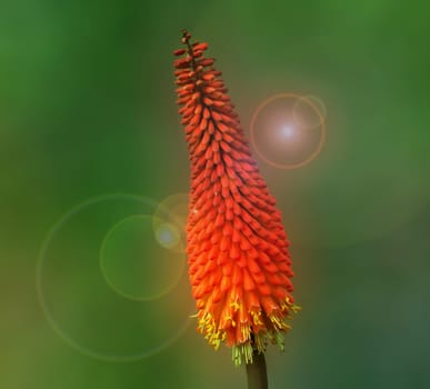 Kniphofia