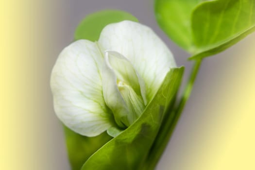 Pea flower as a beautiful macro.