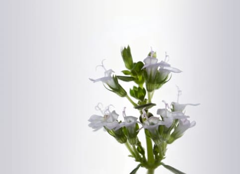 Blooming thyme is a popular culinary herb.