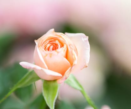 Fragrant rose