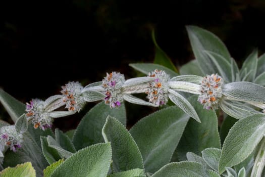 Woolly hedgenettle with hairy leaves.