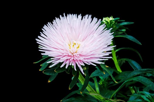 Pink aster,blooming flower with black background
