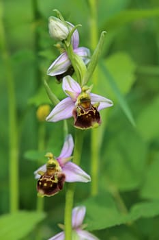 Flower of the bumblebee orchid Ophrys holoserica from the Liliental near Ihringen