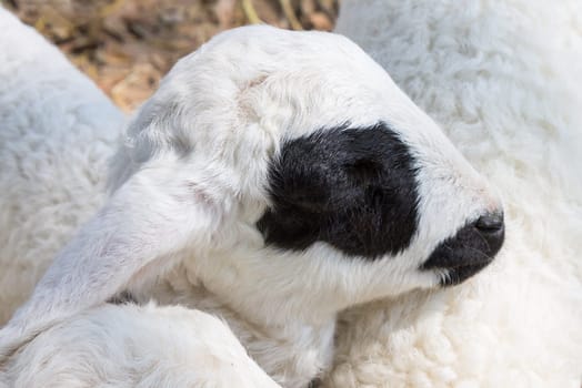 Black Eyes Sheep or Ram Animal in Stall Close Up. Sheep or ram standing in wood stall. Cute sheep or ram looking camera