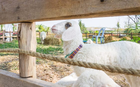 White sheep or ram in Stall and Green Tree. Sheep or ram standing in wood stall. Cute sheep or ram looking camera